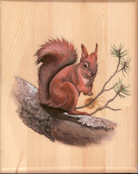 Белка цветными карандашами