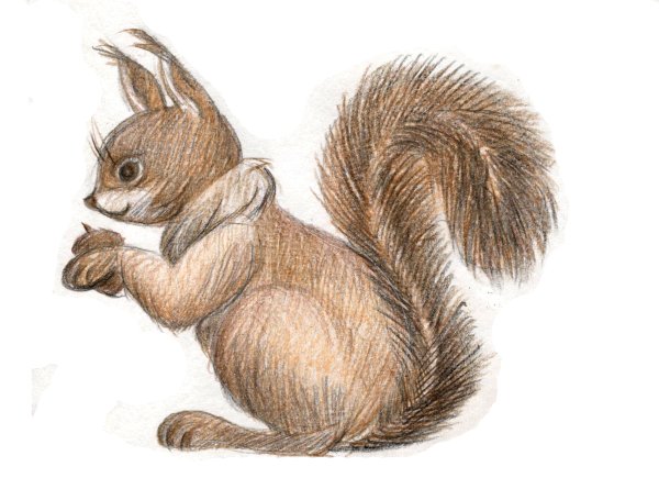 Белка рисунок
