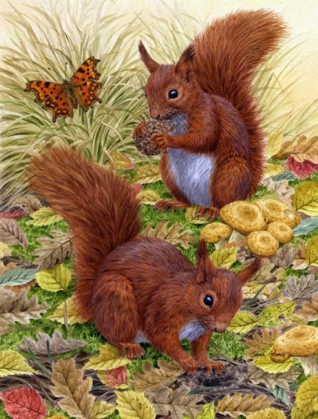 Белочка картина