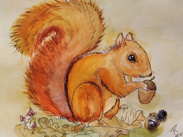 Белочка рисунок