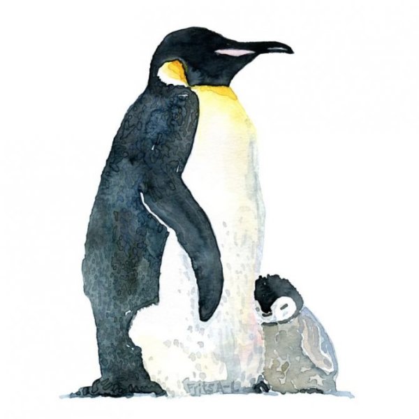 Пингвин для срисовки