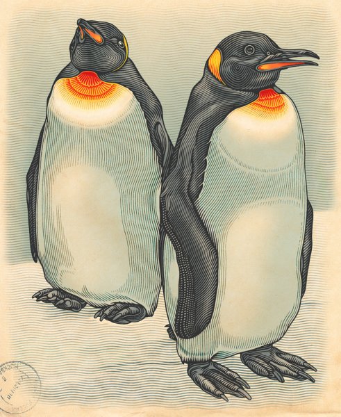 Пингвин гуашью