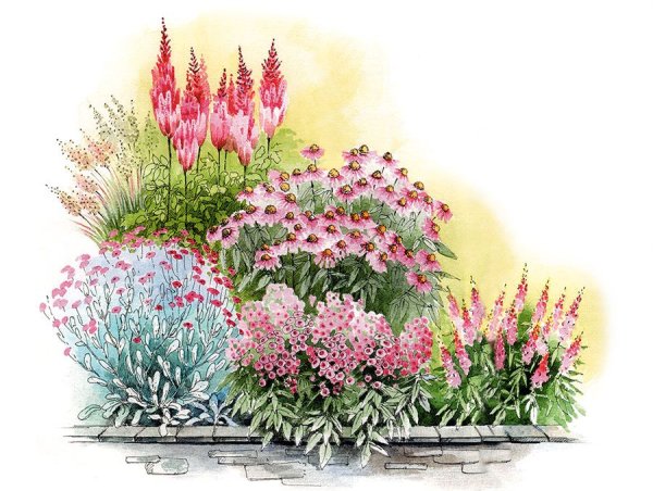 Клумба Флоксы астильба хризантемы