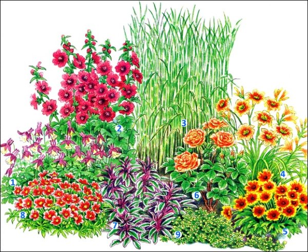 Цветник многолетников непрерывного цветения