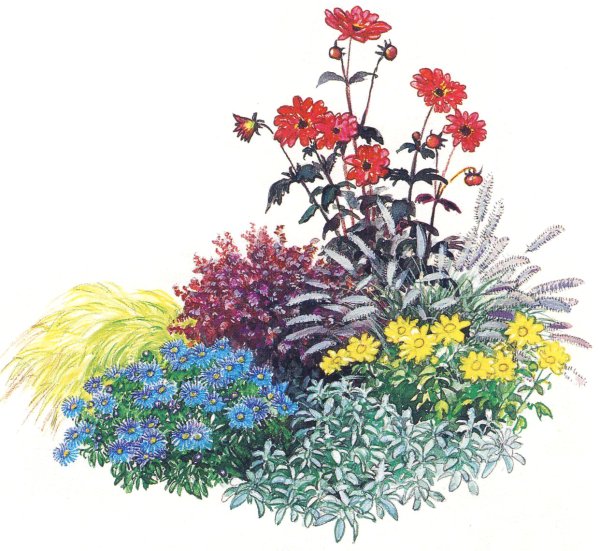 Клумба с цветами бархотки Хоста Барбарис