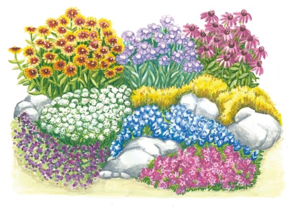 Цветник Цветущий с весны до осени