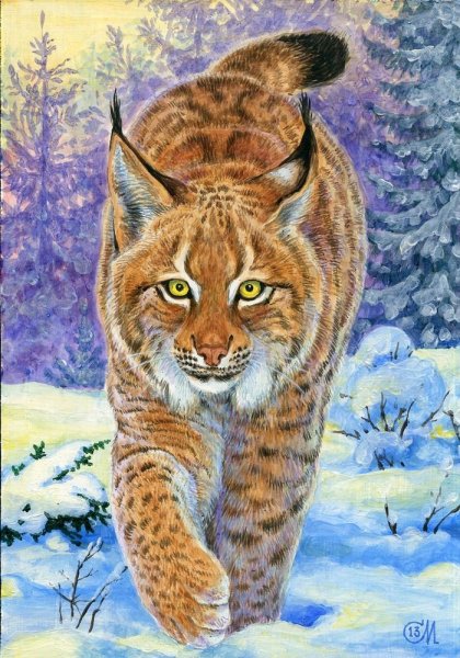 Рысь цветными карандашами