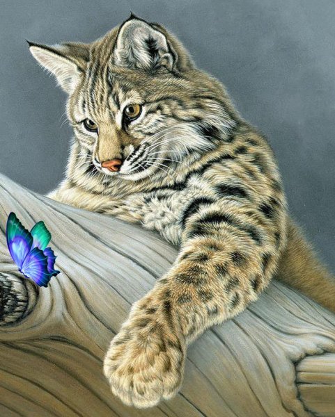 Рысь рисунок