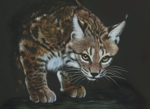 Реалистичные рисунки животных