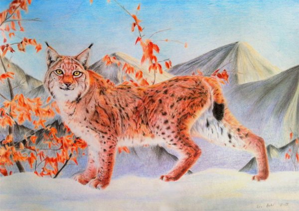 Рисунки с рысью