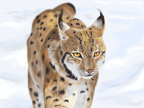 Карина рыси