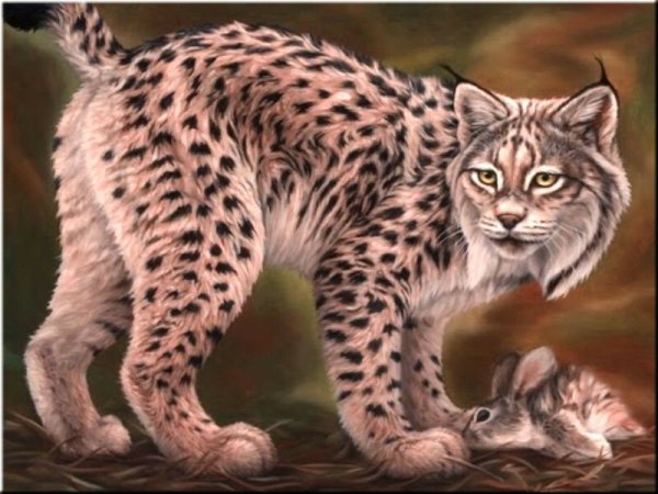 Сибирская Рысь арт