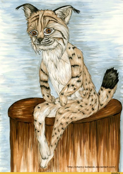 Рысёнок арт