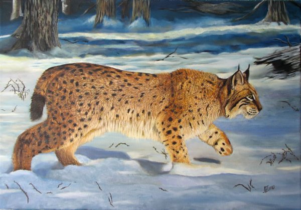 Рысь маслом