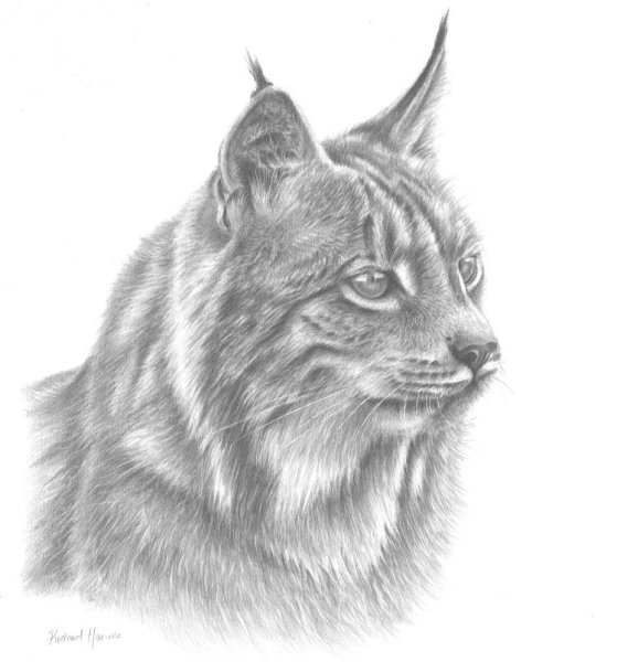 Рысь эскиз