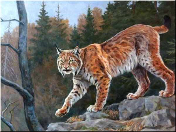 Рысь гуашью