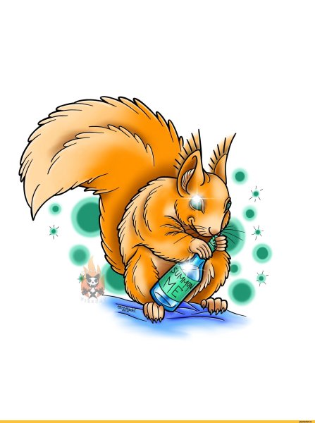 Смешная белка