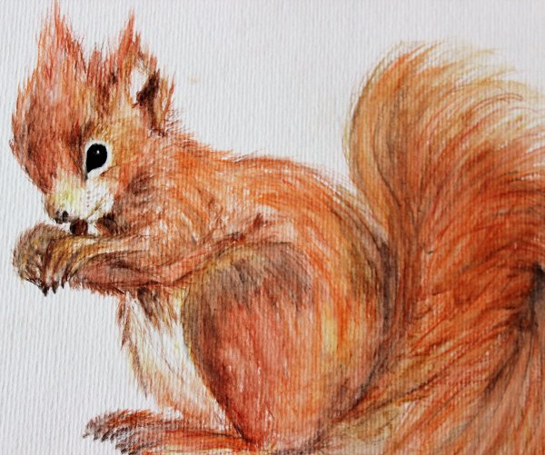 Живопись сангина белка
