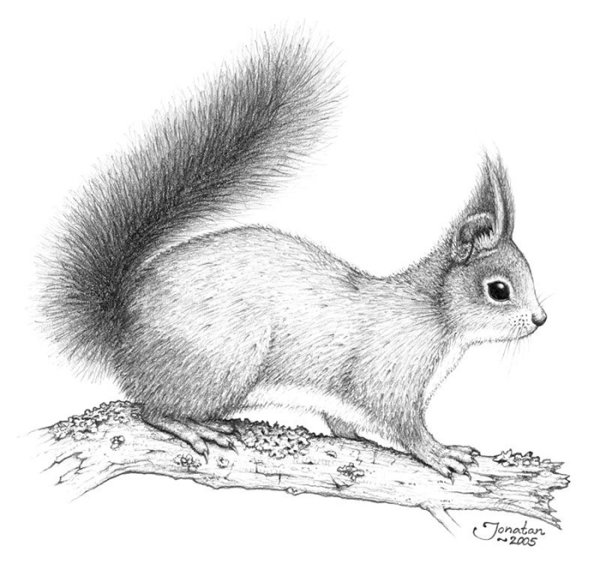 Наброски белки