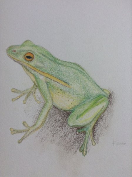 Лягушка карандашом