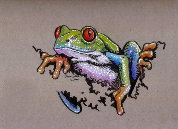 Жаба цветными карандашами