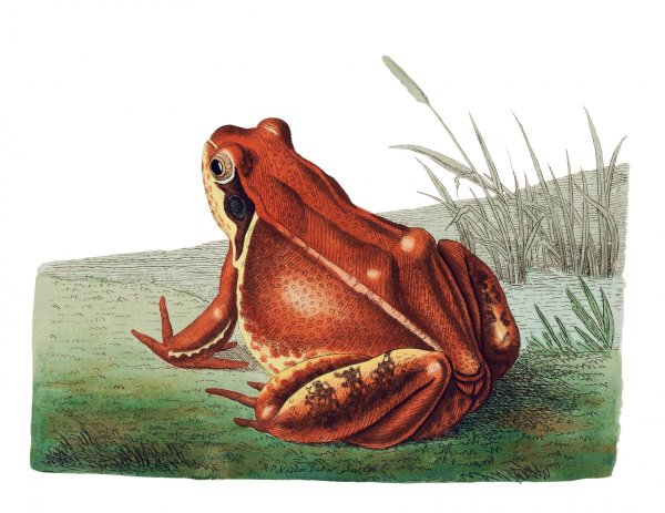 Жаба для детского сада