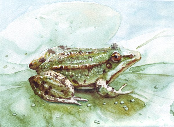 Жаба акварелью
