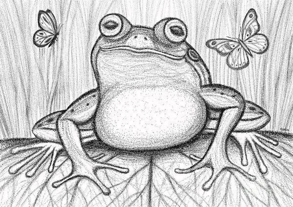 Лягушка для срисовки