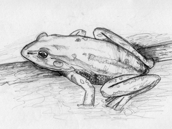 Жаба карандашом