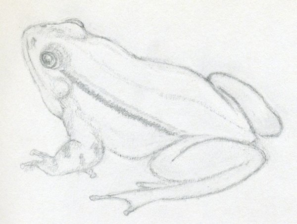 Лягушка рисунок карандашом