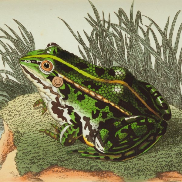 Лягушка в мифологии