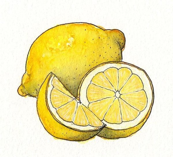 Фрукты для срисовки