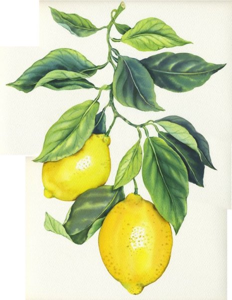 Ветка лимона акварель
