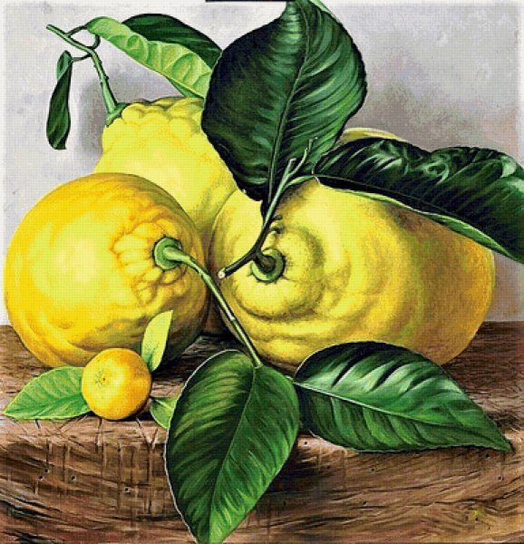 Лимоны картина
