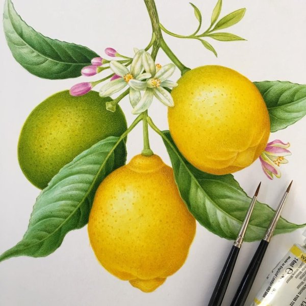 Лимон акварелью