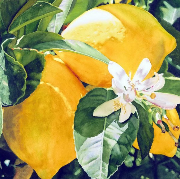 Акварели художницы кары Браун (cara Brown)