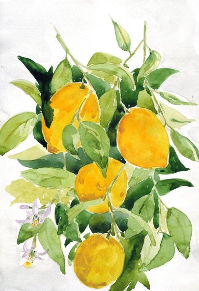 Акварельные лимоны