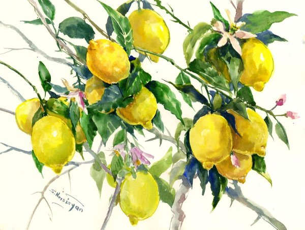 Лимонное дерево акварель