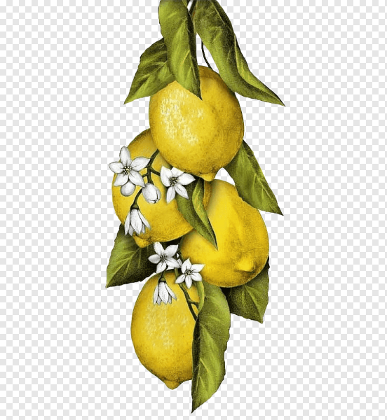 Лимон Ботаническая иллюстрация