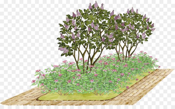 Сирень и спирея