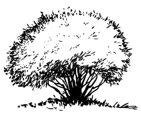 Кусты зарисовки