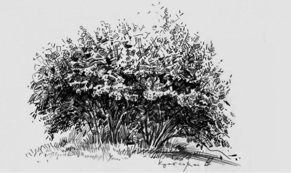 Куст чубушник скетч