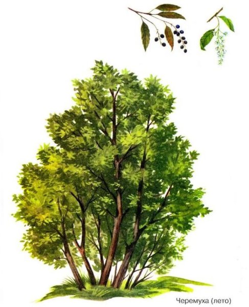 Деревья и кусты детям