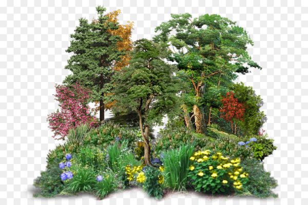 Кустарники леса на прозрачном фоне