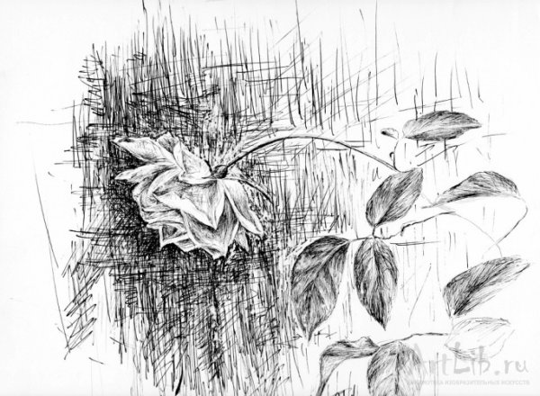 Зарисовки природы