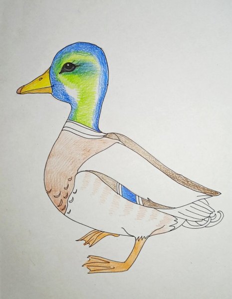 Рисунок утки
