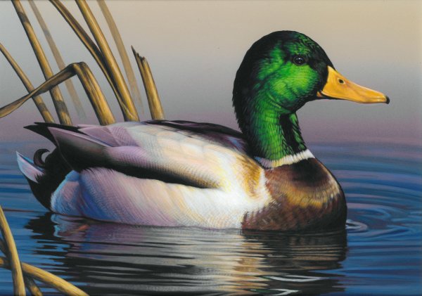 Утка картина