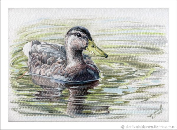Утки карандашом