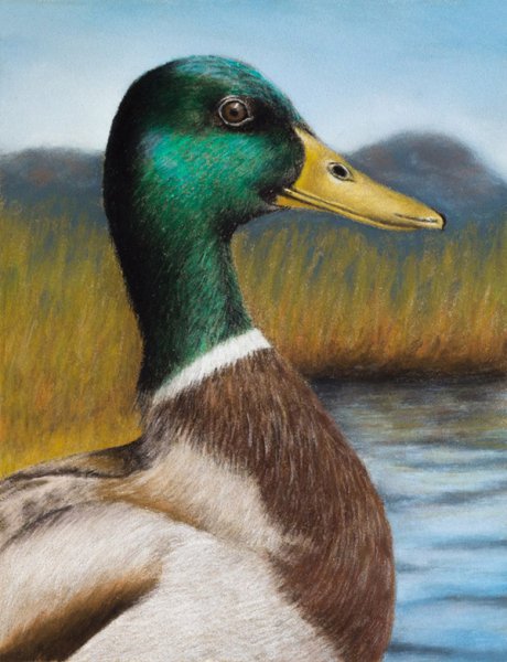 Утки пастелью