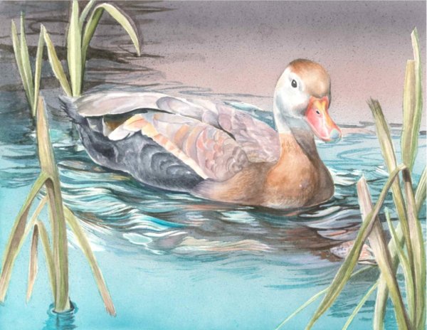Утка цветными карандашами
